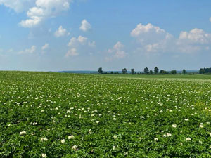 Dobronravov AGRO APH Bryansk