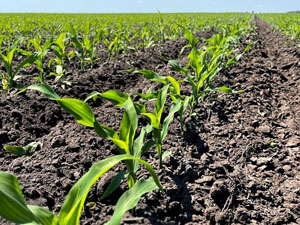 Dobronravov AGRO APH Bryansk