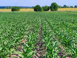 Dobronravov AGRO APH Bryansk