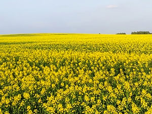 Dobronravov AGRO APH Bryansk