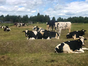 Heifers APH Dobronravov AGRO