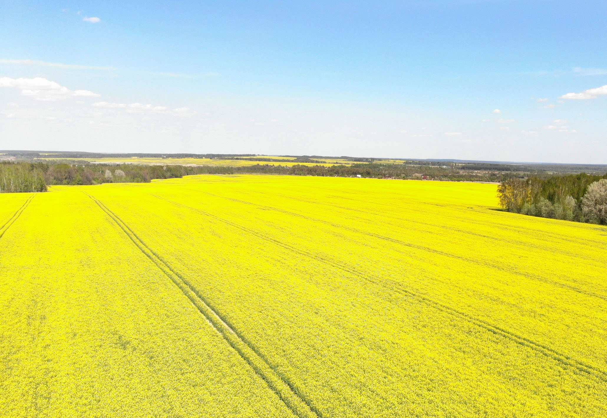 rapeseed