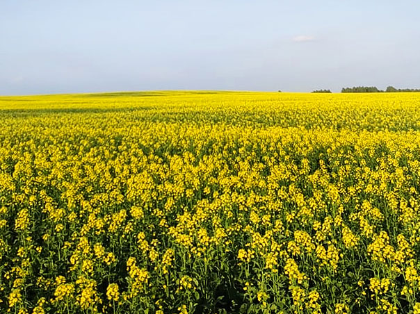 rapeseed