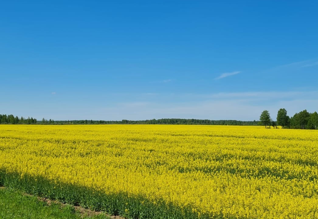 rapeseed