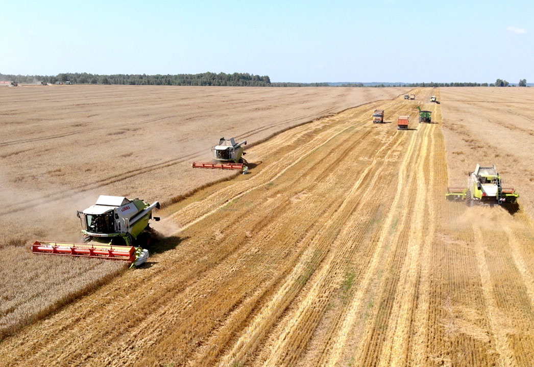 wheat harves