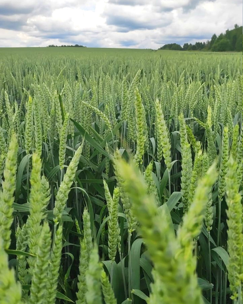 Wheat