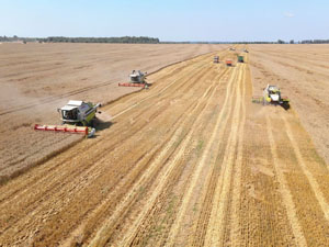 Grain harvest 2019