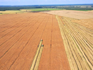 Rapeseed harvest 2022