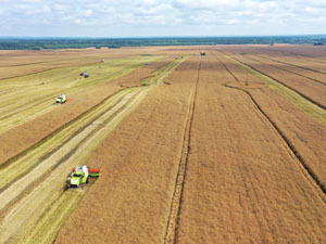 Rapeseed harvest - 2022