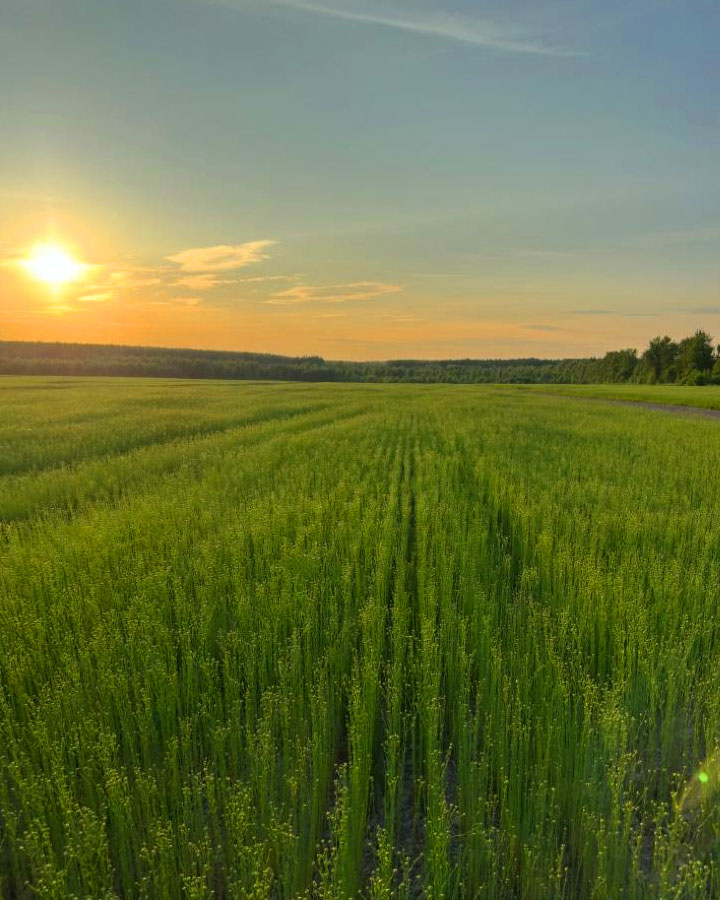 Line APH Dobronravov AGRO
